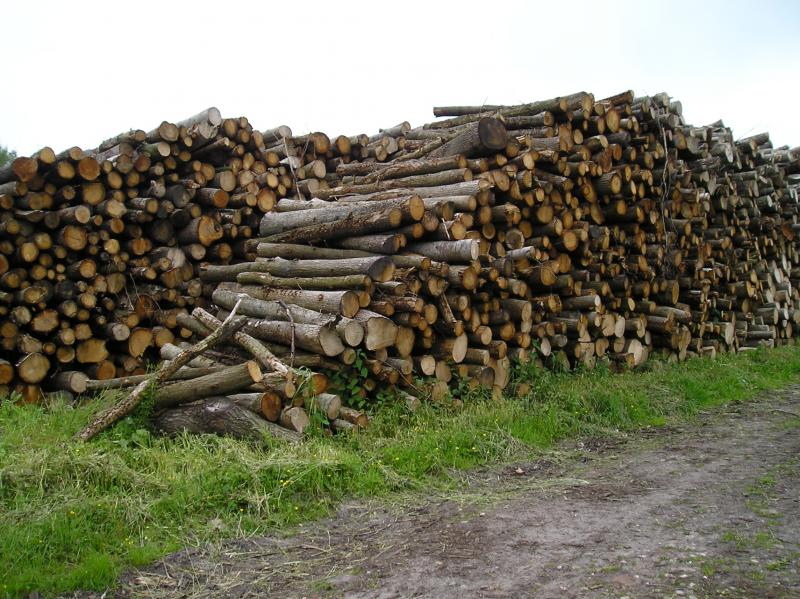 Viskeus Werkelijk Kostbaar Goedkoop haardhout kopen in Drenthe en Groningen